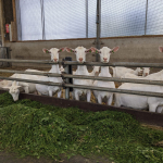 Vergeten kruiden voor koeien en geiten: deze kruiden zijn onmisbaar voor een optimale stofwisseling en een algehele gezondheid!
