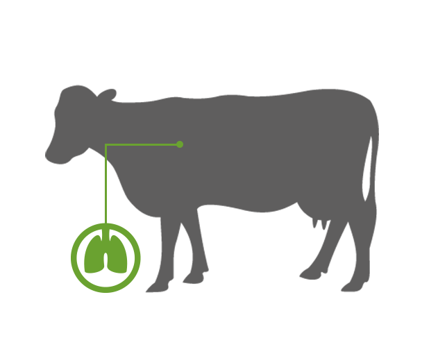 Gezonde luchtwegen zijn de basis voor topprestaties bij koeien. Maar hoe behouden we gezonde luchtwegen ondanks hitte of ziekte?