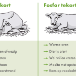 Wat is het verschil tussen een calcium en fosfortekort bij een koe? Hier een aantal opmerkelijke verschillen voor de juiste hulp!
